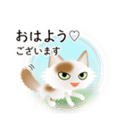 色々な猫1-3 長毛-立ち耳-白に茶ぶち（個別スタンプ：1）