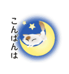 色々な猫1-3 長毛-立ち耳-白に茶ぶち（個別スタンプ：7）