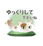 色々な猫1-3 長毛-立ち耳-白に茶ぶち（個別スタンプ：12）