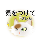 色々な猫1-3 長毛-立ち耳-白に茶ぶち（個別スタンプ：14）