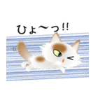 色々な猫1-3 長毛-立ち耳-白に茶ぶち（個別スタンプ：34）