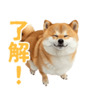 ぽっちゃりした柴犬の使いやすいスタンプ（個別スタンプ：1）