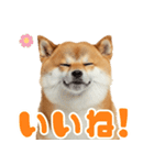 ぽっちゃりした柴犬の使いやすいスタンプ（個別スタンプ：2）