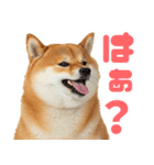 ぽっちゃりした柴犬の使いやすいスタンプ（個別スタンプ：3）