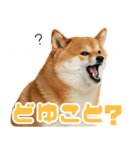 ぽっちゃりした柴犬の使いやすいスタンプ（個別スタンプ：4）