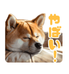 ぽっちゃりした柴犬の使いやすいスタンプ（個別スタンプ：5）