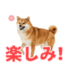 ぽっちゃりした柴犬の使いやすいスタンプ（個別スタンプ：6）