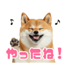 ぽっちゃりした柴犬の使いやすいスタンプ（個別スタンプ：7）