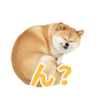 ぽっちゃりした柴犬の使いやすいスタンプ（個別スタンプ：8）