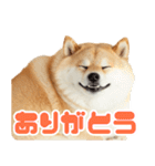 ぽっちゃりした柴犬の使いやすいスタンプ（個別スタンプ：9）