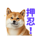 ぽっちゃりした柴犬の使いやすいスタンプ（個別スタンプ：10）