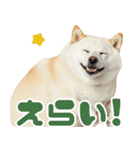 ぽっちゃりした柴犬の使いやすいスタンプ（個別スタンプ：11）