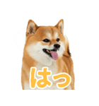 ぽっちゃりした柴犬の使いやすいスタンプ（個別スタンプ：13）