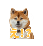 ぽっちゃりした柴犬の使いやすいスタンプ（個別スタンプ：14）