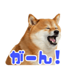 ぽっちゃりした柴犬の使いやすいスタンプ（個別スタンプ：15）