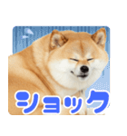ぽっちゃりした柴犬の使いやすいスタンプ（個別スタンプ：16）
