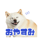 ぽっちゃりした柴犬の使いやすいスタンプ（個別スタンプ：17）