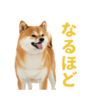 ぽっちゃりした柴犬の使いやすいスタンプ（個別スタンプ：20）