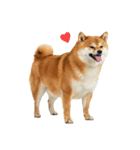 ぽっちゃりした柴犬の使いやすいスタンプ（個別スタンプ：21）