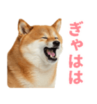 ぽっちゃりした柴犬の使いやすいスタンプ（個別スタンプ：22）