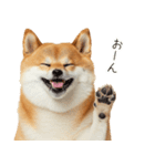 ぽっちゃりした柴犬の使いやすいスタンプ（個別スタンプ：23）