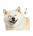 ぽっちゃりした柴犬の使いやすいスタンプ（個別スタンプ：24）