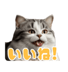 ぽっちゃりした猫の面白スタンプ（個別スタンプ：2）