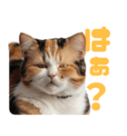 ぽっちゃりした猫の面白スタンプ（個別スタンプ：4）