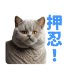 ぽっちゃりした猫の面白スタンプ（個別スタンプ：6）