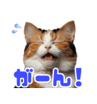 ぽっちゃりした猫の面白スタンプ（個別スタンプ：10）
