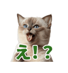 ぽっちゃりした猫の面白スタンプ（個別スタンプ：11）