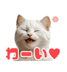 ぽっちゃりした猫の面白スタンプ（個別スタンプ：12）