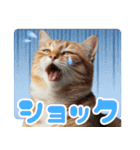 ぽっちゃりした猫の面白スタンプ（個別スタンプ：15）