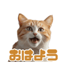ぽっちゃりした猫の面白スタンプ（個別スタンプ：19）
