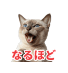 ぽっちゃりした猫の面白スタンプ（個別スタンプ：22）
