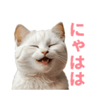 ぽっちゃりした猫の面白スタンプ（個別スタンプ：24）