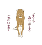 ヨガ柴さんの日常（個別スタンプ：8）