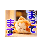 動くぬいぐるみスタンプ（個別スタンプ：15）