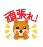 柴犬「ムサシ」62 応援＆前向き（個別スタンプ：1）