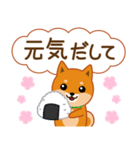 柴犬「ムサシ」62 応援＆前向き（個別スタンプ：13）