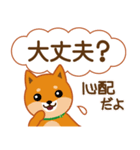 柴犬「ムサシ」62 応援＆前向き（個別スタンプ：29）