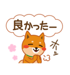 柴犬「ムサシ」62 応援＆前向き（個別スタンプ：30）