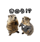 漫才師マーモット その2（個別スタンプ：1）
