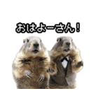 漫才師マーモット その2（個別スタンプ：2）