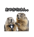 漫才師マーモット その2（個別スタンプ：3）