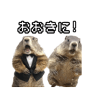 漫才師マーモット その2（個別スタンプ：6）