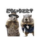 漫才師マーモット その2（個別スタンプ：9）