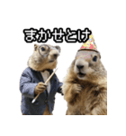 漫才師マーモット その2（個別スタンプ：14）
