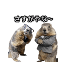 漫才師マーモット その2（個別スタンプ：15）