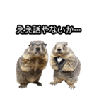 漫才師マーモット その2（個別スタンプ：17）